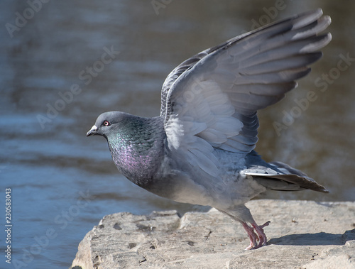 Pigeon just before departure.