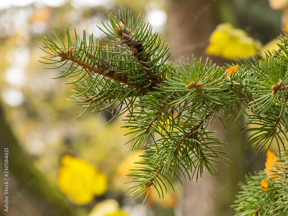 Green needles on the macro photo. Needles in the autumn forest. Green needles on the macro photo. Needles in the autumn forest.