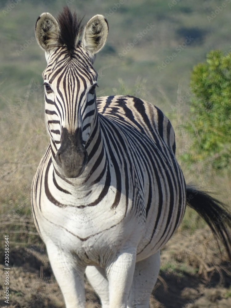 Naklejka premium Zebra facing the camera