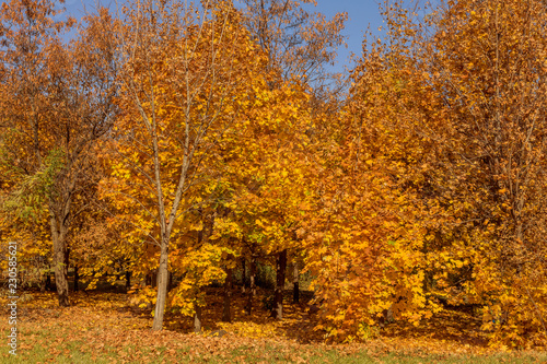 A colorful background image of autumn, fallen autumn leaves ideal for seasonal use as a background for a calendar, postcard. Autumn view with bright yellow and red leaves on a sunny day © Aleksandr Lesik
