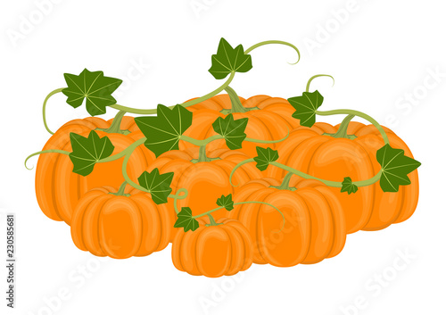 Vector illustration. Pile autumn pumpkins on white background.