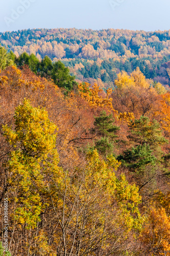 Colors of the forest in a middle of autumn