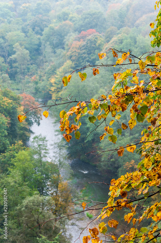 Fotografi Yellowing foliage of a tree above the forest and the river in early autumn