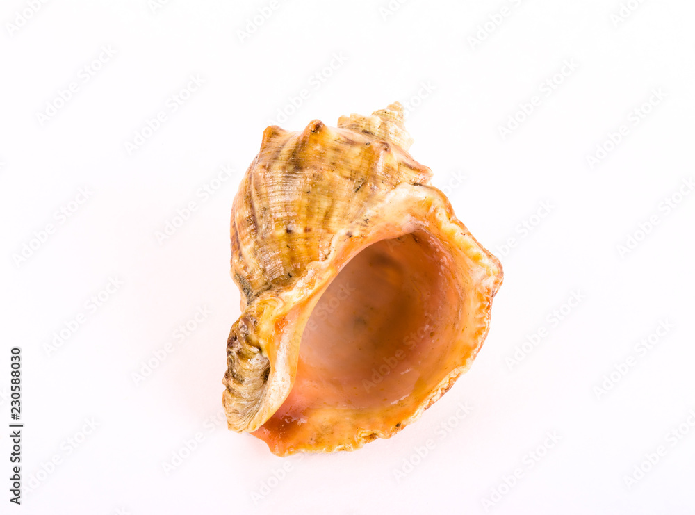 Sea shell isolated on a white background Sea shell isolated on a white background