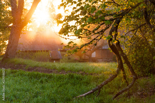 Fotografija Sunrise sunbeams penetrating through trees in village