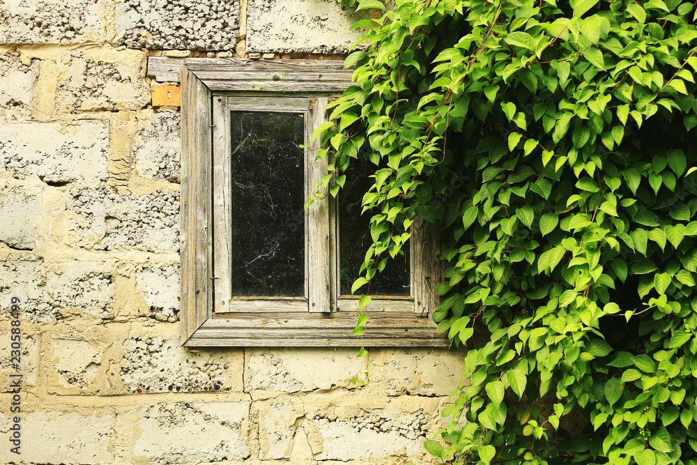 Old wooden window framed by green leaves