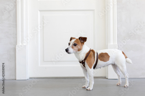 Adorable little dog in harness standing near closed door in stylish room