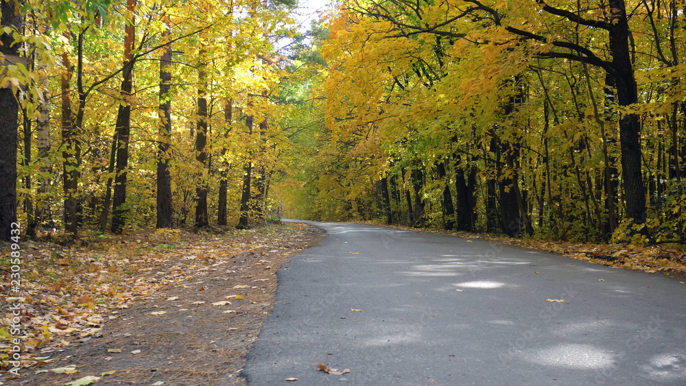 autumn golden trees and country asphalt road