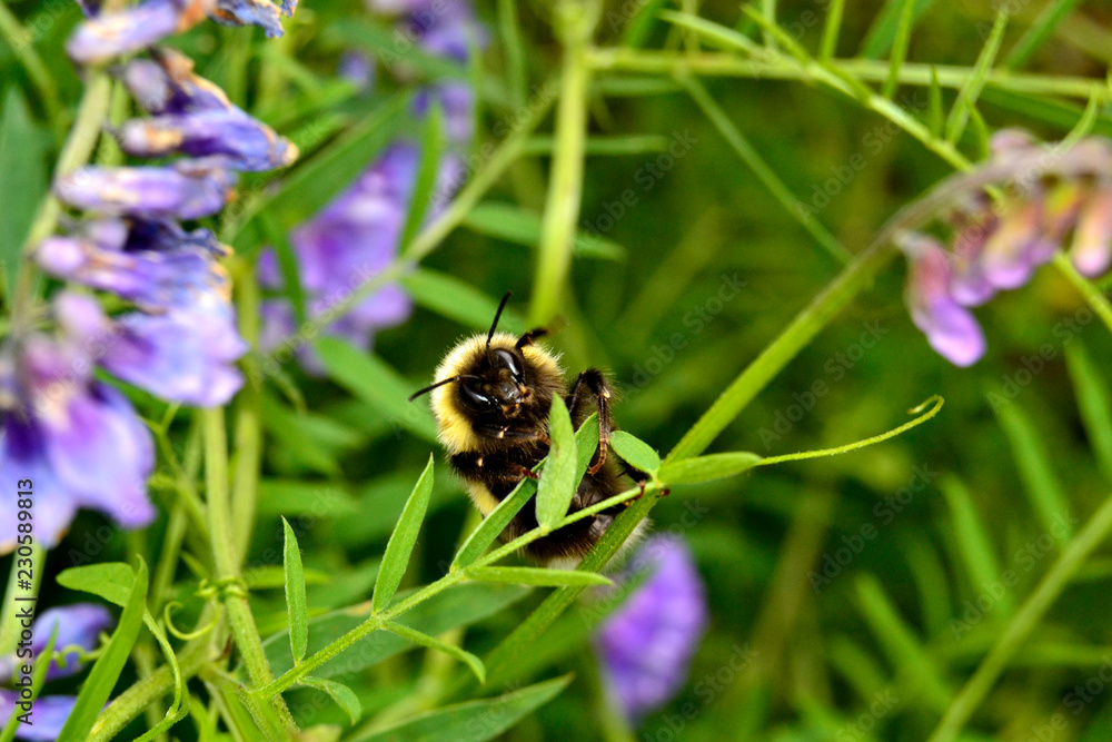 bee on a flower bee on a flower