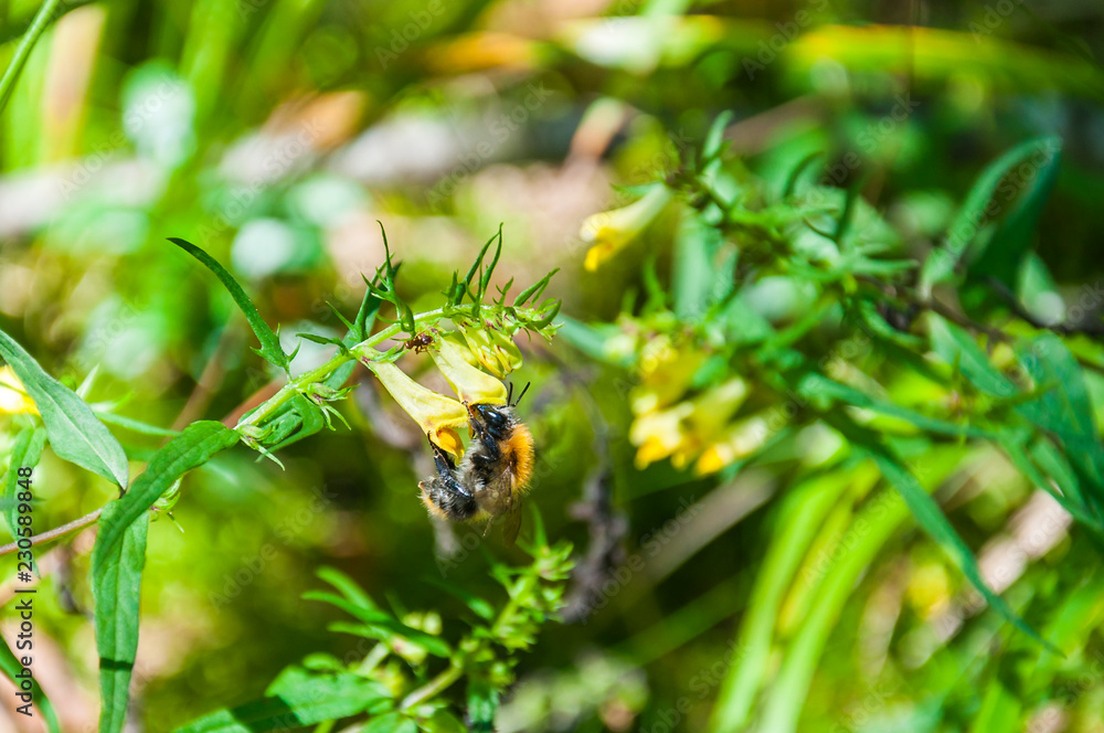 Worker bumblebee collects nectar from wildflower Worker bumblebee collects nectar from wildflower