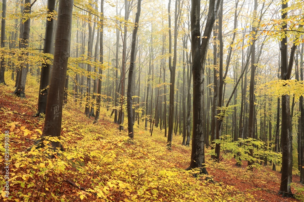 Obraz premium Autumn beech forest in the fog