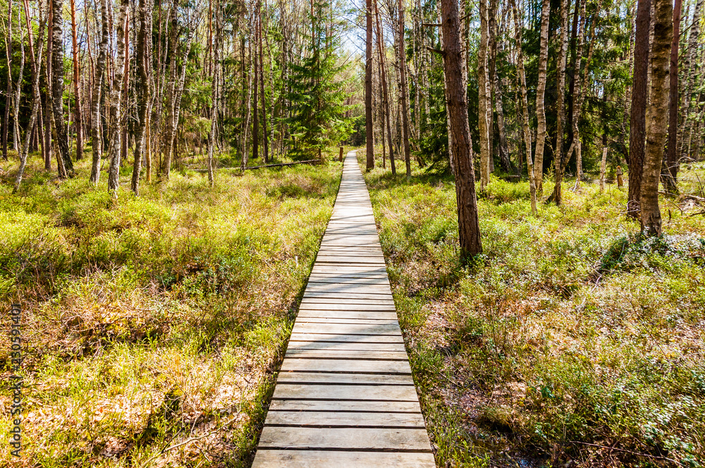 Obraz premium Wooden plank walkway in swamp forest