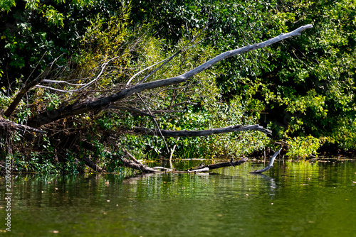 Dead trees and branches in the water