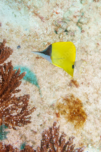  Long-nosed Butterflyfish on a sandy bottom in the Indian ocean. photo