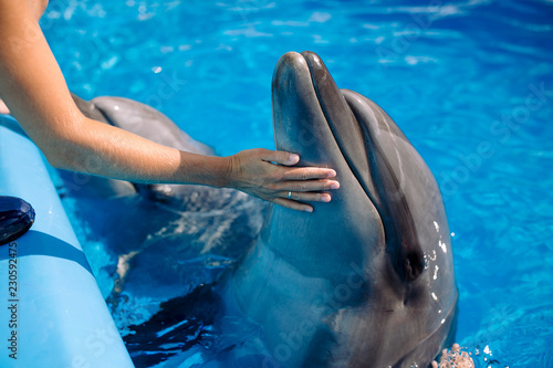 Female coach with Dolphin. Woman touching and playing with Bottlenose Dolphins in blue Water. Dolphin Assisted Therapy