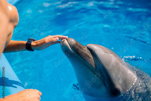 Female coach with Dolphin. Woman touching and playing with Bottlenose Dolphins in blue Water. Dolphin Assisted Therapy