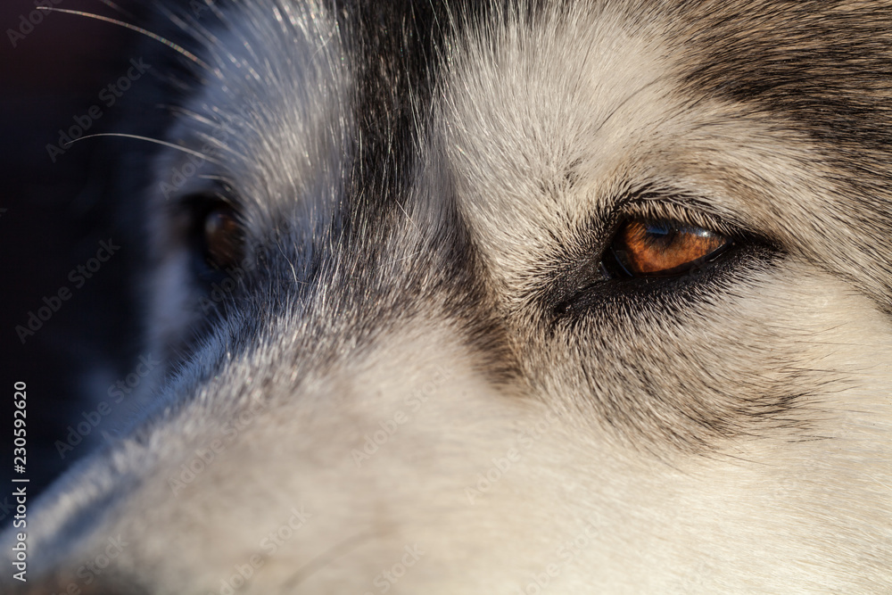 Fototapeta Portrait of a young Alaskan malamute, the color of a wolf