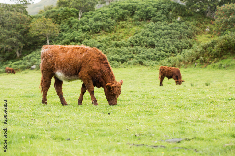 scottish Highlander on the grass dike