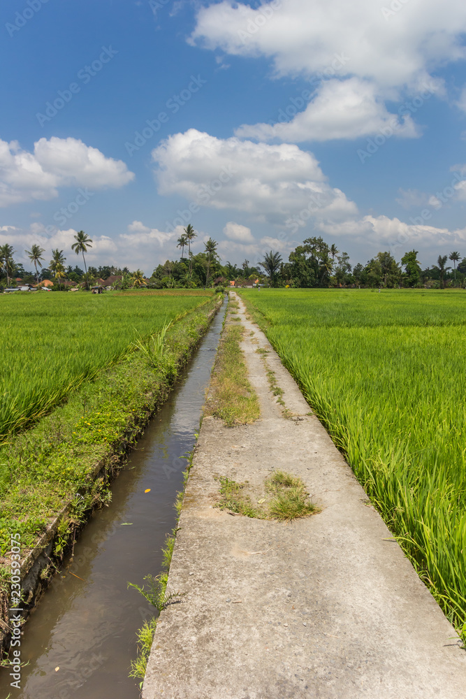 Bicycle path through the rice fields of Bali, Indonesia