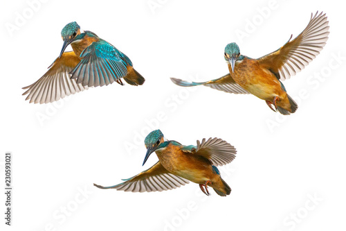 Collage of three Common Kingfisher (Alcedo atthis) in flight isolated on a white background © Tatiana