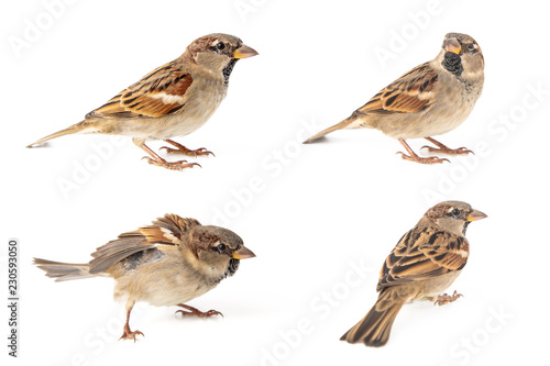 Collage of four Male House Sparrow (passer domesticus) isolated on a white background