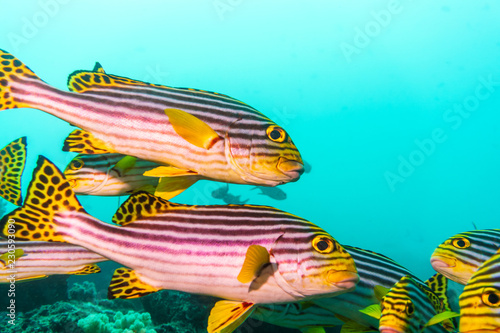 A flock of Yellow Banded Sweetlips (Plectorhinchus lineatus). Indian ocean. photo