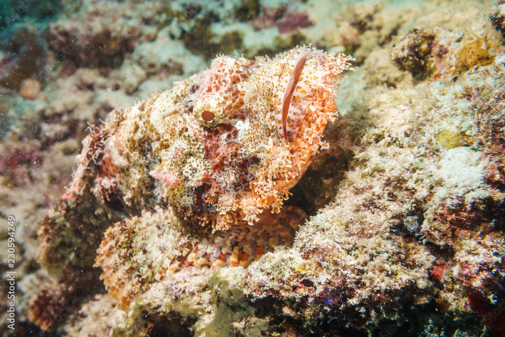 Scorpion fish is masked on a coral reef in the Indian ocean. Scorpion fish is masked on a coral reef in the Indian ocean.