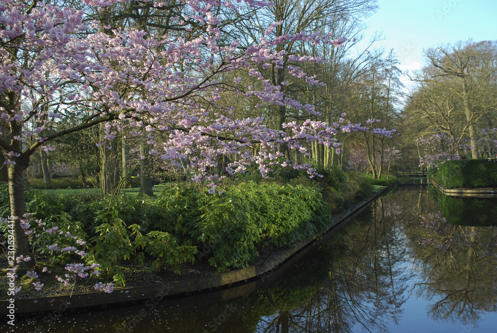 Pink cherry blossom tree grows on the river side in the park. Spring time in Netherlands. Pink cherry blossom tree grows on the river side in the park. Spring time in Netherlands.