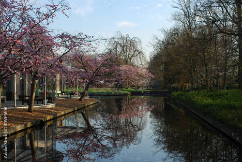 Pink cherry blossom tree grows on the river side in the park. Spring time in Netherlands.