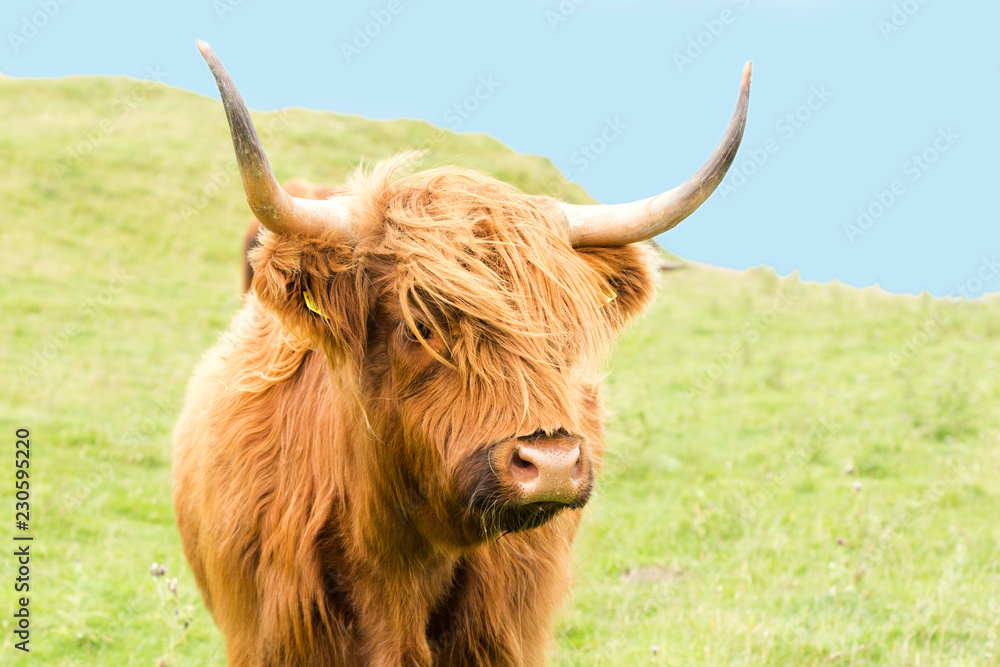 scottish Highlander on the grass dike scottish Highlander on the grass dike