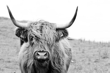 Ingelijste posters Schotse hooglander Bruine Hooglander in zwart-wit  © Patricia Chumillas