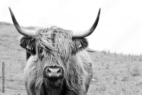 brown highland cow in black...