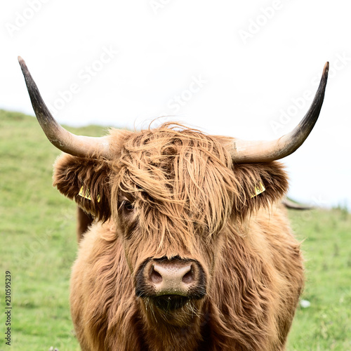 brown highland cow in square format