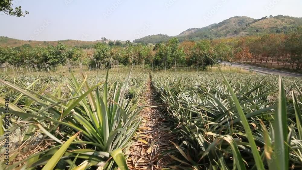 Pineapple tropical fruit growing in a farm Pineapple tropical fruit growing in a farm