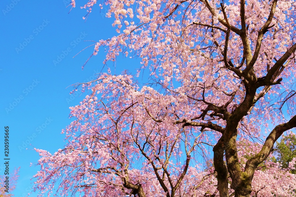 さくら　春　茨城