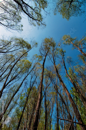 Looking at tall trees