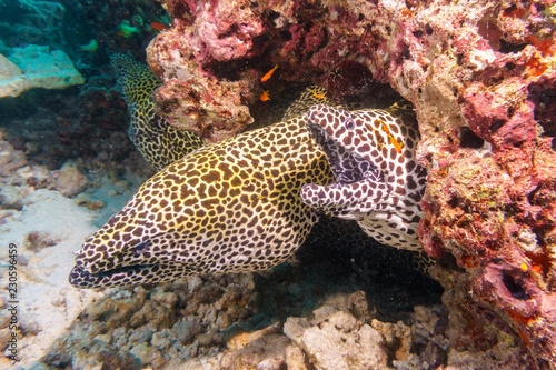 Fototapeta Naklejka Na Ścianę i Meble -  Leopard Moray eels nest on the coral reef of Maldives.