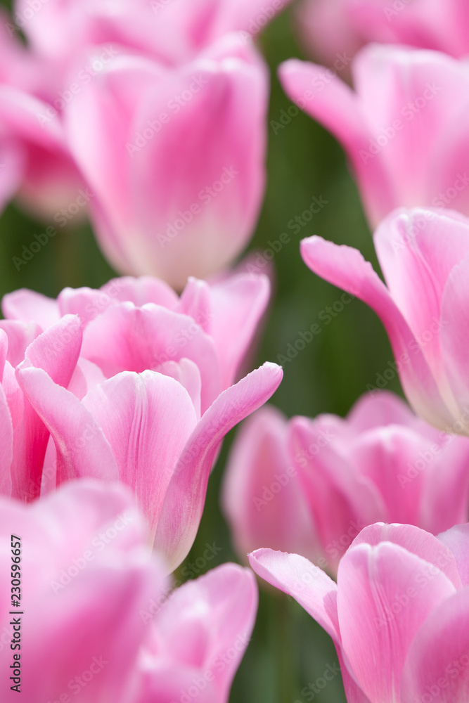 Rosa Tulpen in Blütenmeer