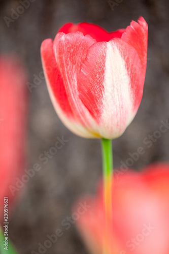 Tulip blossom with blurred ones in the front and a dark blurred background photo