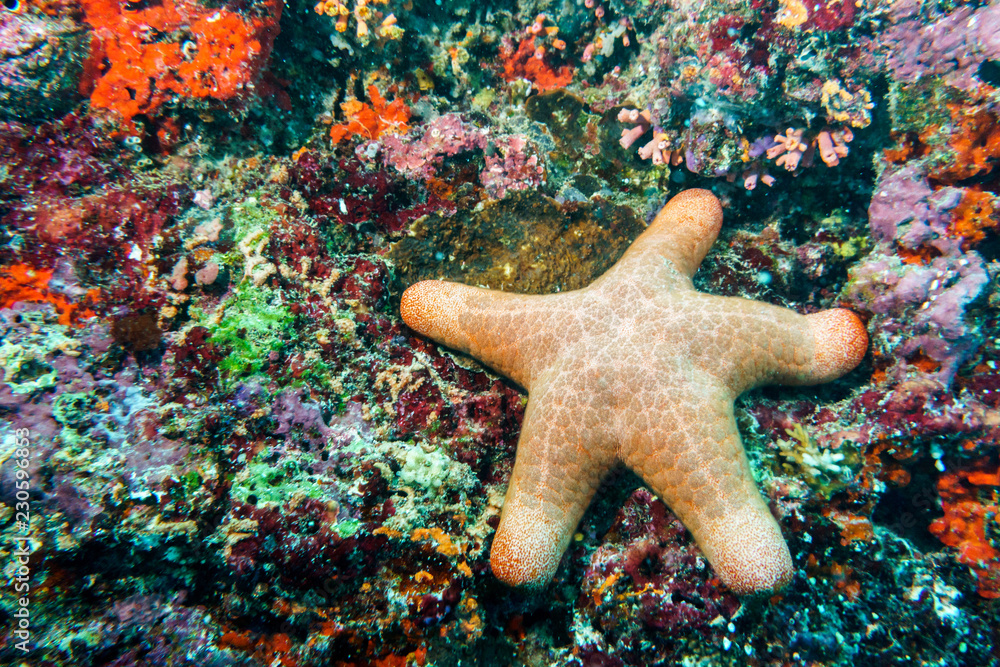Granulated starfish (Choriaster granulatus) on the coral reef of the Maldives. Granulated starfish (Choriaster granulatus) on the coral reef of the Maldives.