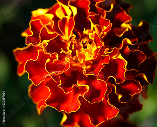 Beautiful orange flower marigold in the garden