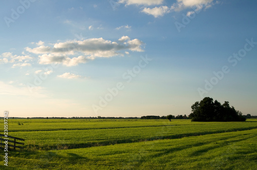 Dutch green landscape isolated bush sky clouds and grass field sun nature, typical dutch landscape rural,sundown in season, horizontal, wooden fence © Sonja