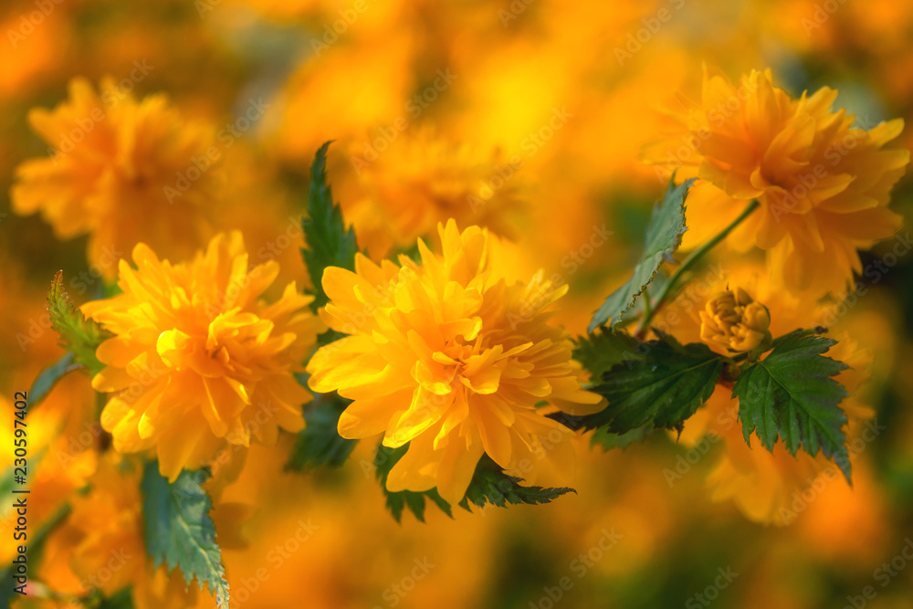 Floral spring natural bright background with yellow kerria flowers Floral spring natural bright background with yellow kerria flowers