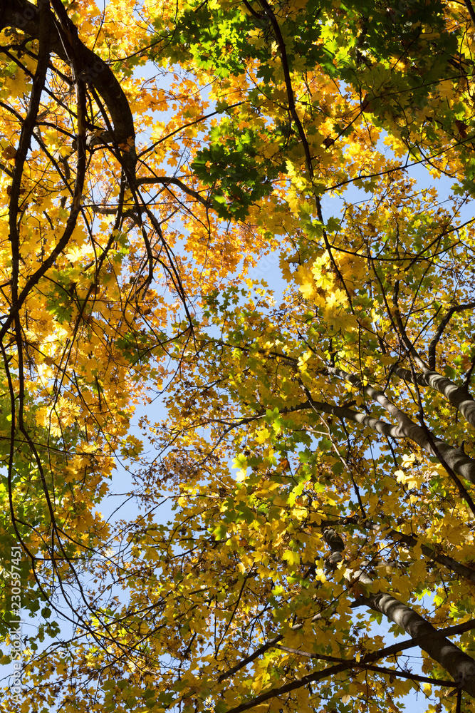 Autumn trees and blue sky Autumn trees and blue sky