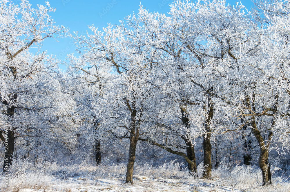 trees on the edge of an oak grove in a hard frost, with branches covered with hoarfrost