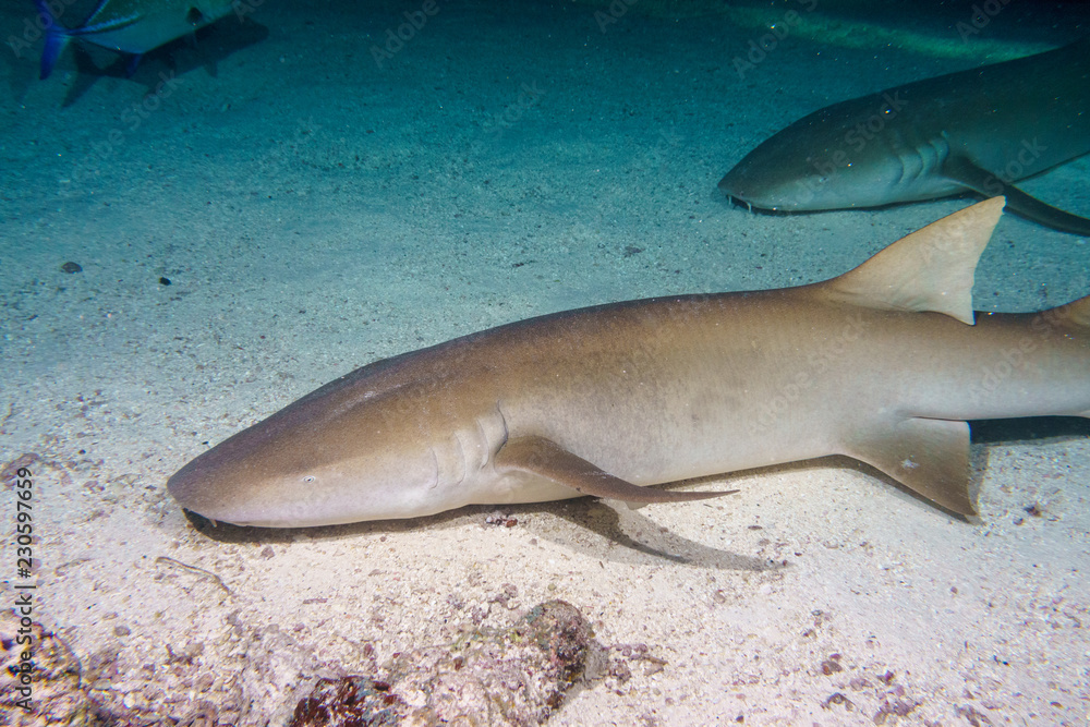 Fototapeta premium Baleen shark Babysitting, night diving in the Maldives.