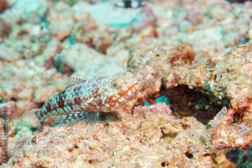 Fish lizard coral reef Maldives.