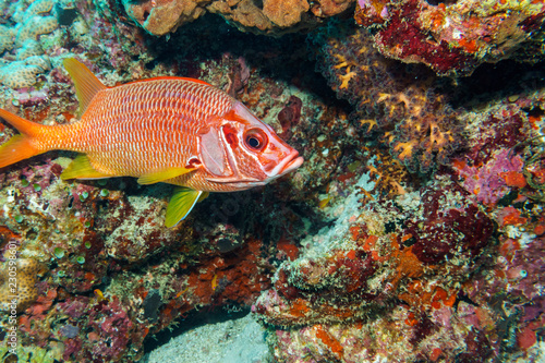 Fish-squirrel (Sargocentron spiniferum)coral reef Maldives. © Artur