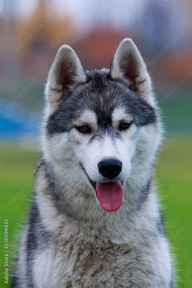 Dog breed Siberian husky