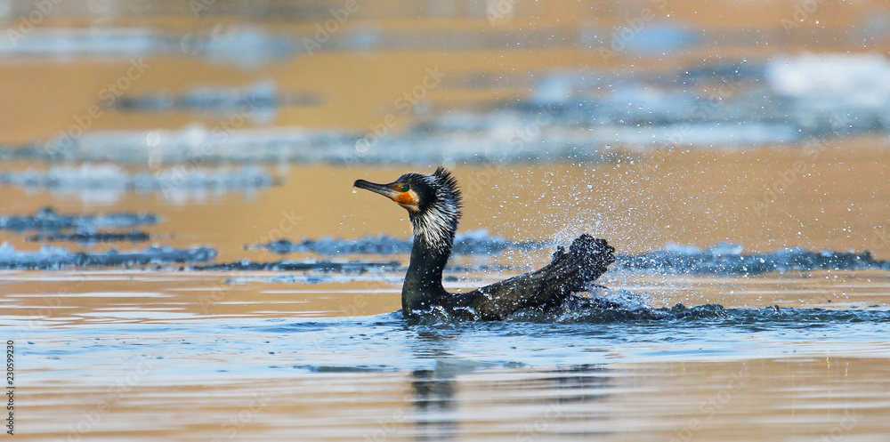 Fototapeta premium Great Cormorant (Phalacrocorax carbo), Baden-Wuerttemberg, Germany